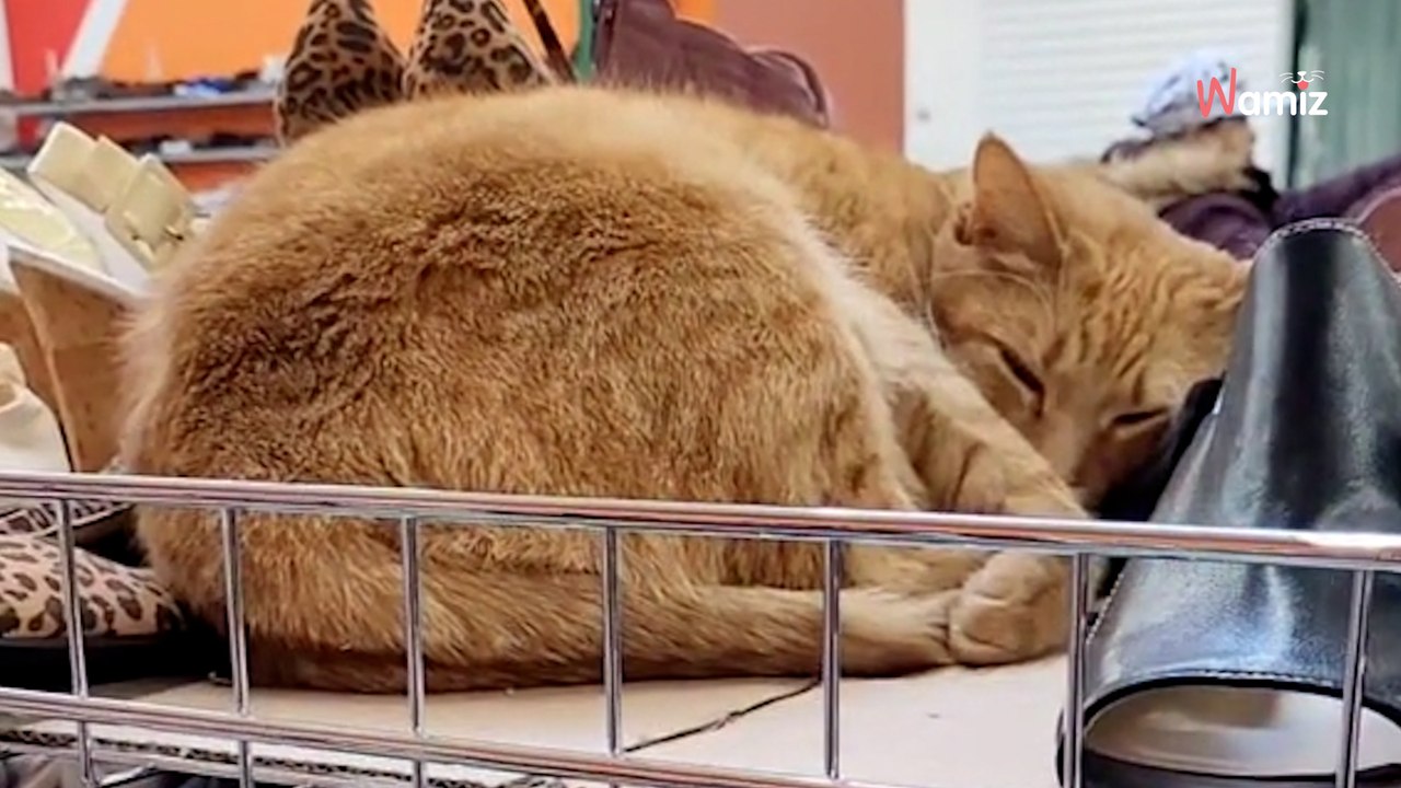 Frau sieht einen „Pelzhut': Auf einmal schreit sie den gesamten laden zusammen!