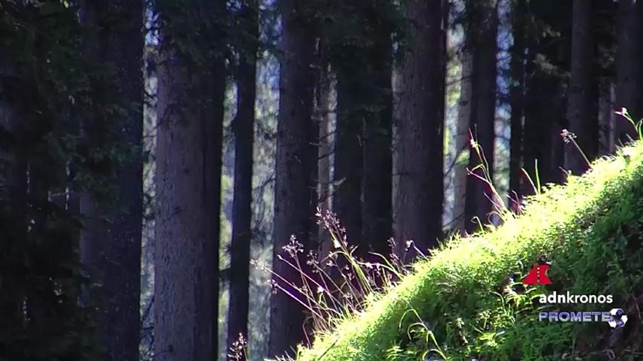 Foreste certificate Pefc, oltre un milione di ettari nel 2024