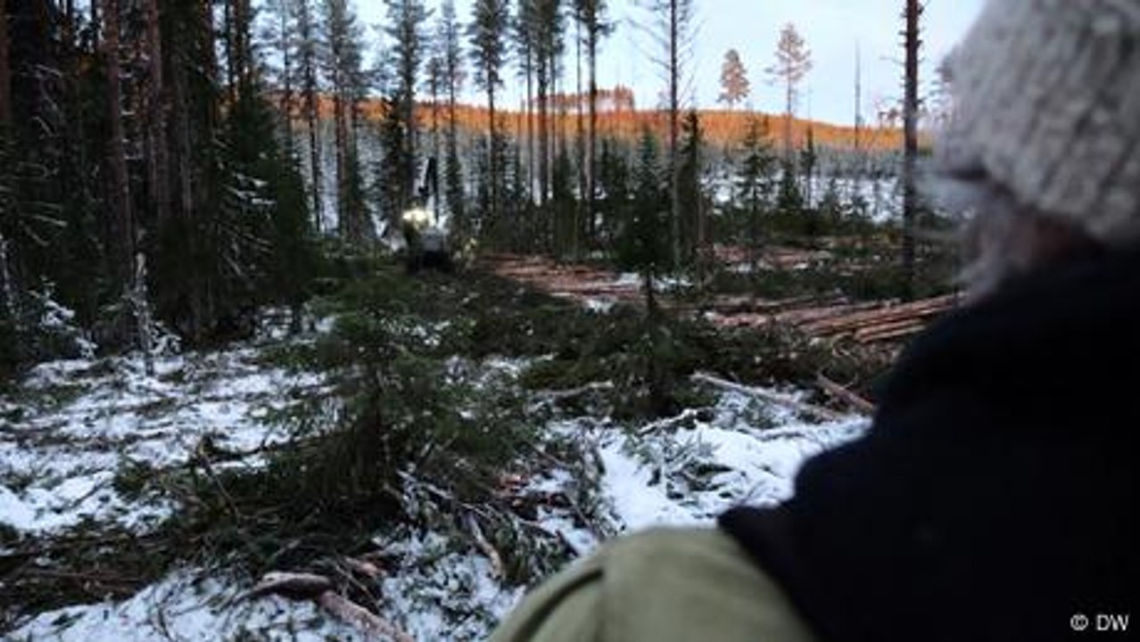 Wie der Hunger der Papierindustrie Schwedens Wälder bedroht