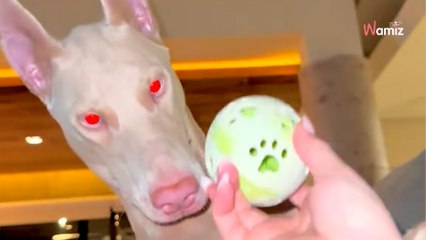 « C'est un fantôme » : elle filme son chien au look rarissime et explose Internet (vidéo)