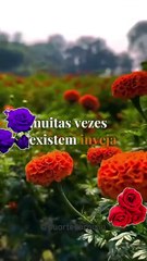 VOCÊ SO PRECISA DE DUAS COISA