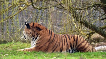 Altai's First Outing