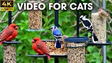 Birds And Squirrels Playing In Nature A Captivating Video For Your Cat - Video For Cats To Watch