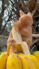 Cute bunny rabbit eating banana