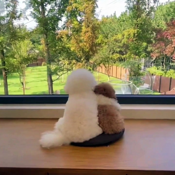 Dogs puppy Friends forever