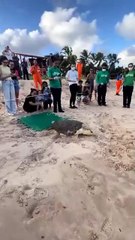 Vídeo mostra soltura de tartaruga em Guaxuma
