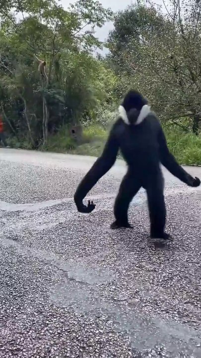 Colobus a rare monkey eating berries