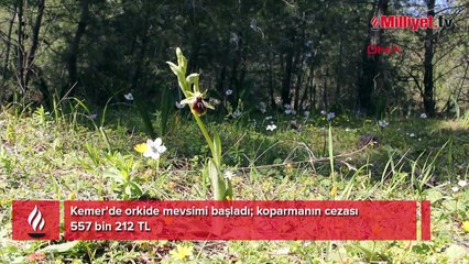 Dünyada sadece Antalya'da: Sökmenin cezası 1 milyon TL