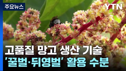 [녹색] 꿀벌·뒤영벌로 고품질 망고 생산...농가 소득 ↑ / YTN