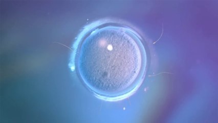 tn7-ccss-afina-detalles-para-que-donacion-de-embriones-sea-realidad-en-poco-tiempo-200325