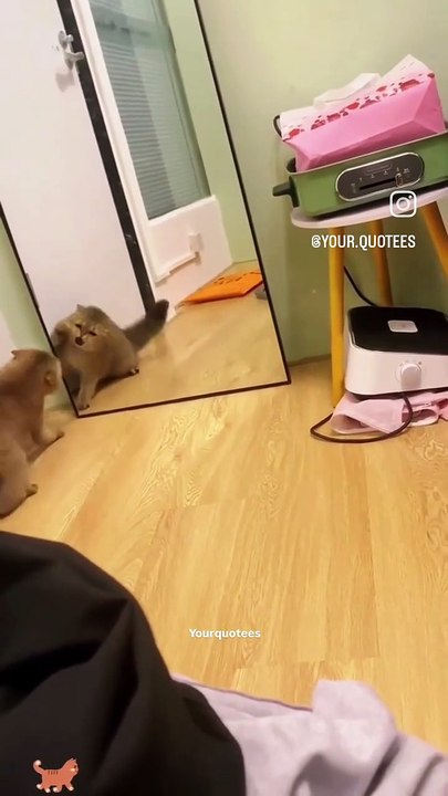 C'est quoi ce chat ? ?