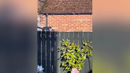 Home plagued by squirrel which stole 25 garden light bulbs to decorate nest