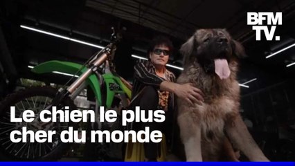 Un collectionneur indien s'est offert pour 5,3 millions d'euros, Okami, un chien