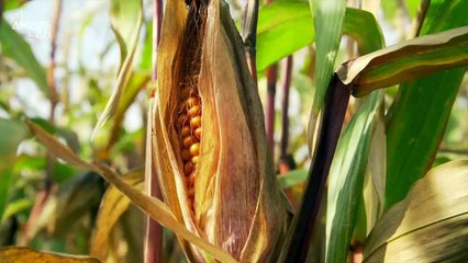 Humanity Is Racing to Figure Out How Drought-Resistant ‘Zombie Plants’ Work