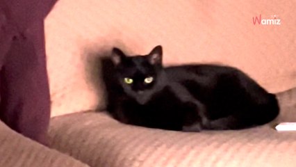 Video. Sente voci molto forti alle 3 del mattino: il colpevole lo aspetta in salotto