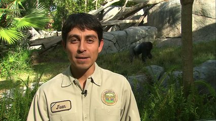 Saving the Apes By Recycling Your Cell Phone? It Might Actually Be Possible