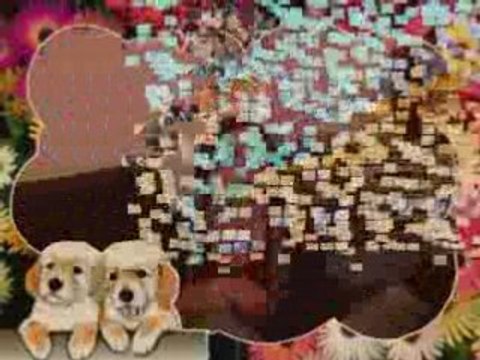 GITAN DE MARSEILLE 13003