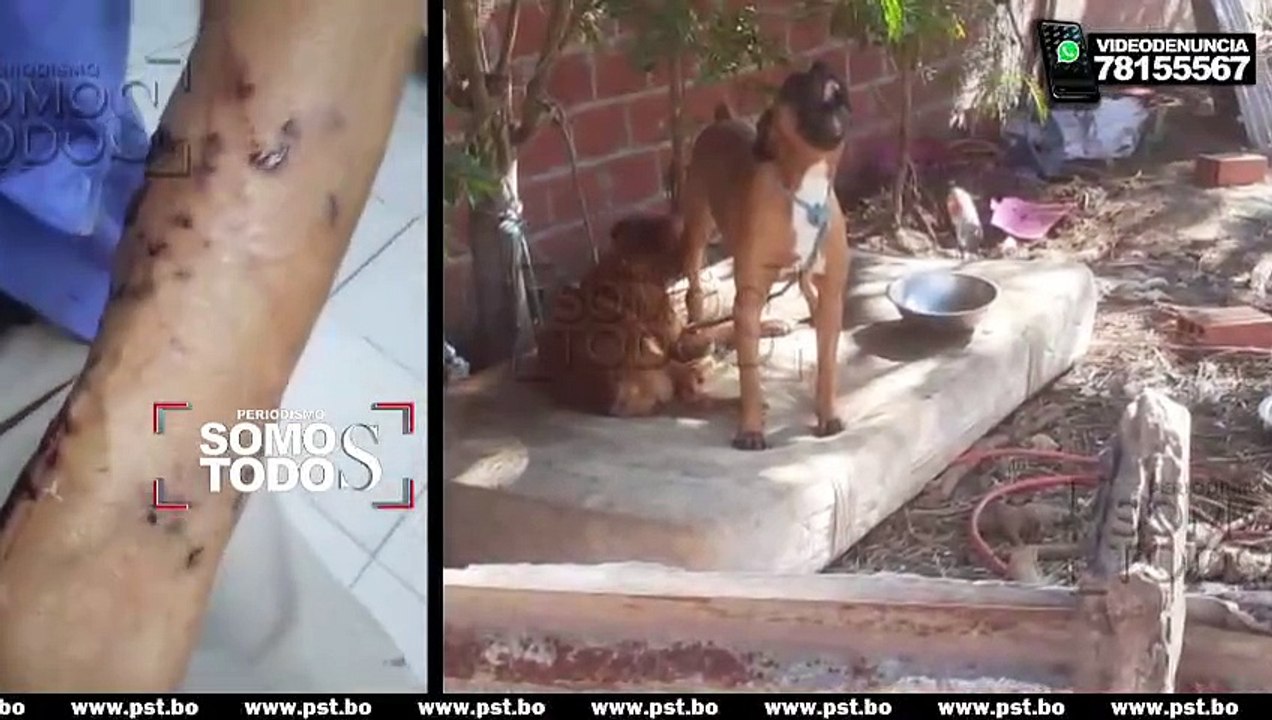 Sufre percance con perros