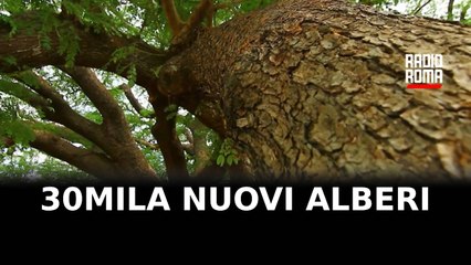 30mila nuovi alberi a Roma ma troppi abbattimenti