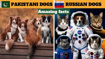 Russian dogs were sent into space | interesting facts |