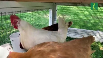 El alquiler de gallinas crece en EE.UU. como alternativa a la subida del precio de los huevos