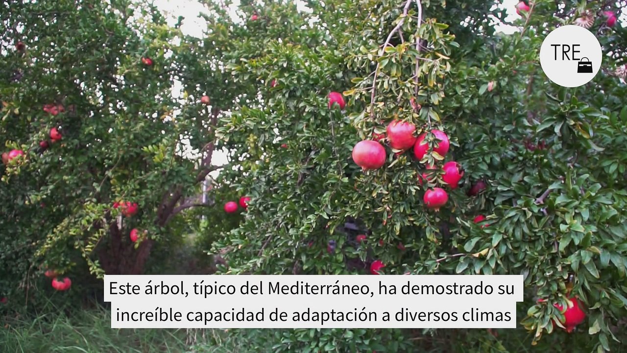 Buena sombra y flores espectaculares: el mejor árbol frutal para plantar en tu jardín no es ni el limonero ni el almendro