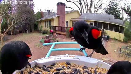 What to know about the bird flu outbreak in wild birds and what it means for backyard bird feeders