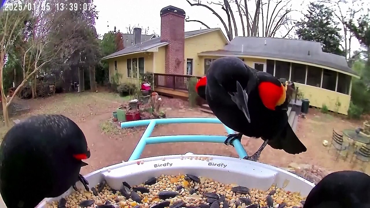 What to know about the bird flu outbreak in wild birds and what it means for backyard bird feeders