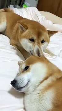 Some people punch and rub at the same time, but this one curses and trims their hair at the same time🤣