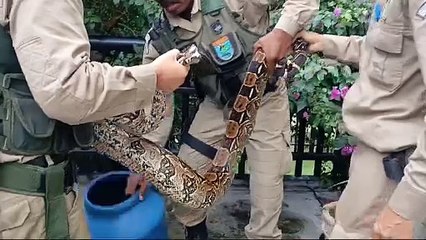 Jibóia capturada no Recreio