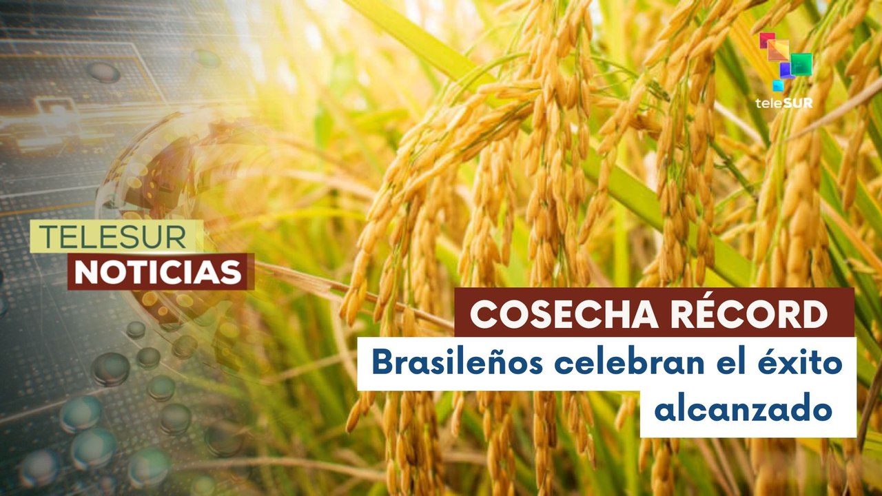 Movimiento de los Trabajadores Rurales Sin Tierra logra cosecha exitosa de arroz orgánico