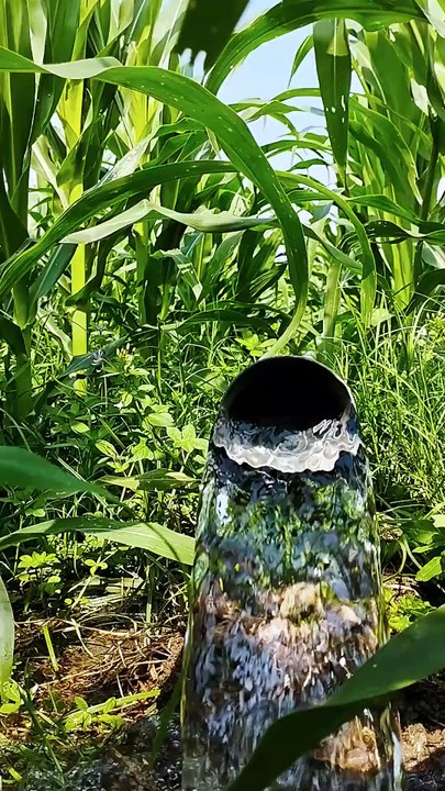 From Plowing to Planting: Growing Corn - Step by Step," Part 11 l we will cover the irrigation process for corn plants that are 45 days old