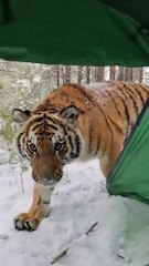 Parece que vi un lindo gatito