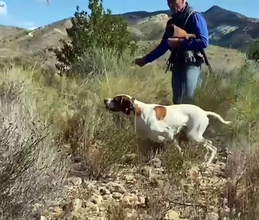 ROYAL_POINTER_KENNELS(1080) - video Dailymotion