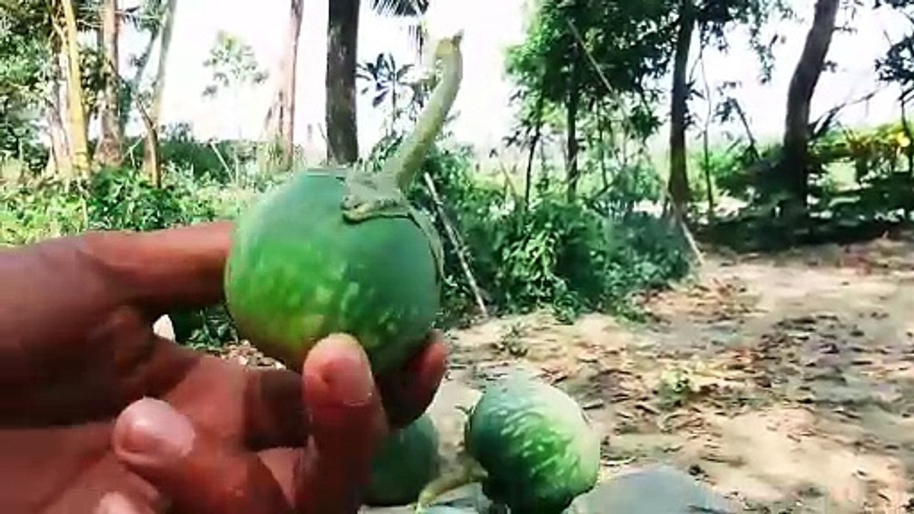 Am picked up the eggplant from the field | Eggplant from our field. আমাদের ক্ষেতের বেগুন .