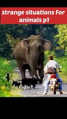 Serene Scenes for animals p1