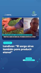 Landívar: “El sorgo sirve también para producir etanol”