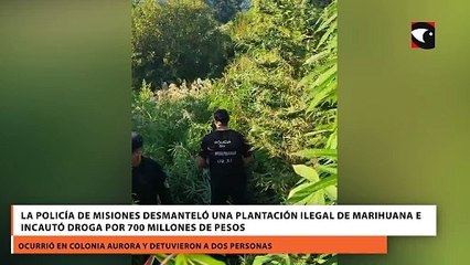 La Policía de Misiones desmanteló una plantación ilegal de marihuana e incautó droga por 700 millones de pesos