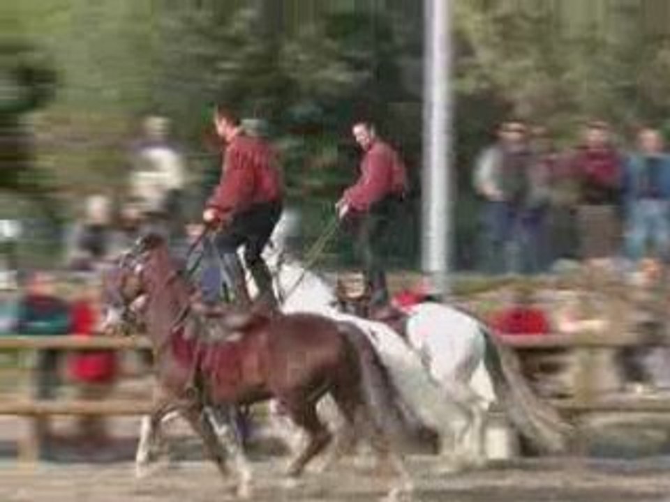Le cheval dans tous ses états