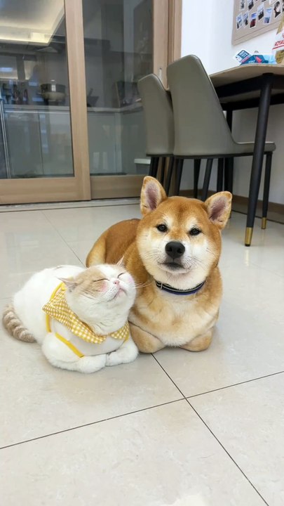 Never keep a cat and a dog together. Otherwise, you'll end up with a dog that is gradually turning into a cat-like one.