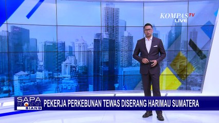Petugas Evakuasi Harimau Sumatera Serang Pekerja hingga Tewas di Riau
