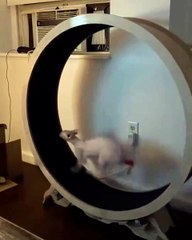 🐾 Welcome to the ultimate showdown between our beloved fur babies: FelineA