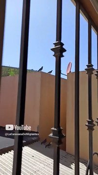 las palomas siguen reproduciendose en la casa del vecino #shorts #animales #mascotas #pajaros #aves
