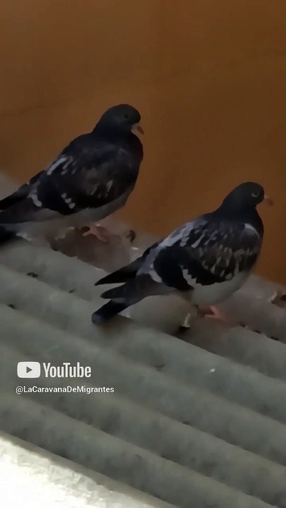un par de seres alados pichones palomas aves pajaros #shorts #animales #mascotas #tijuana #fauna