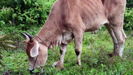 Cattleman’s Association Conference beings in the NT