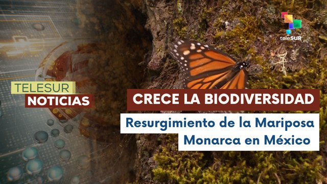 Mariposa monarca duplica presencia en bosques mexicanos
