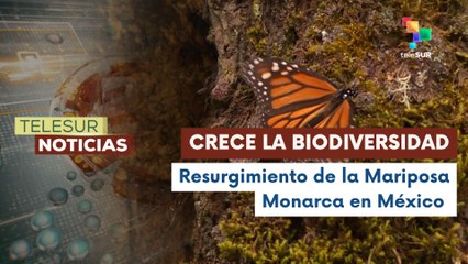 Mariposa monarca duplica presencia en bosques mexicanos