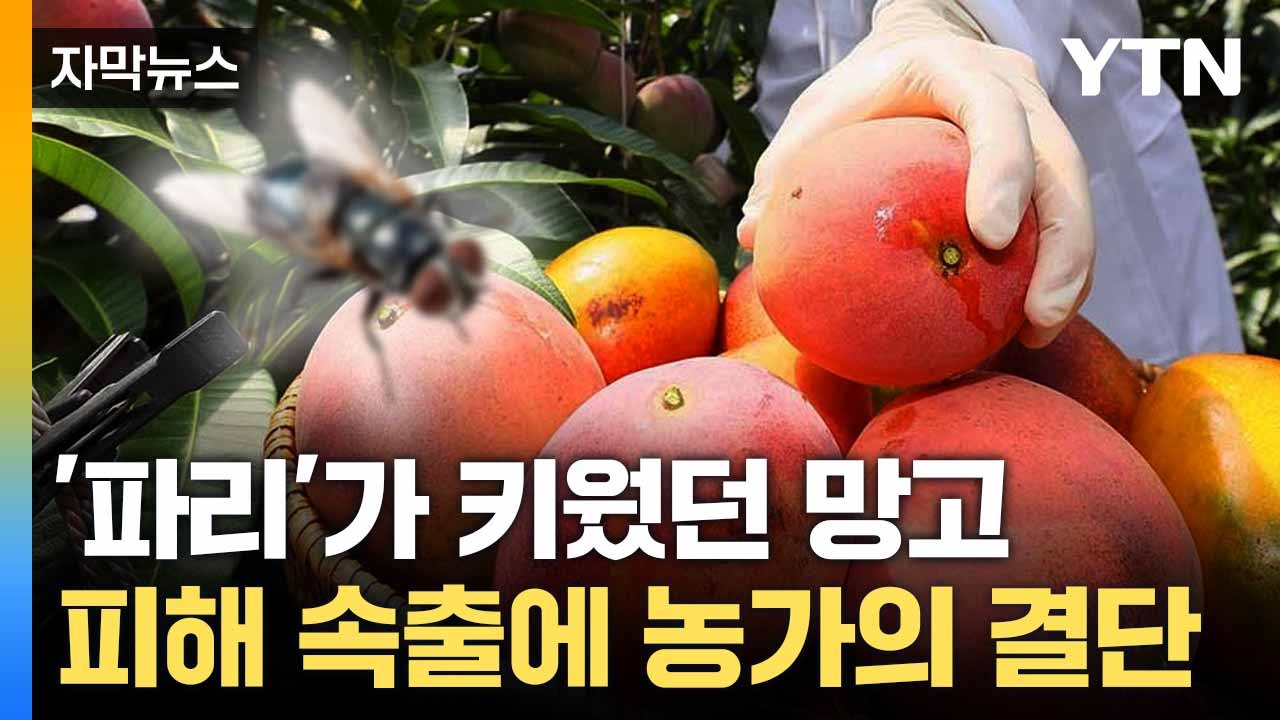 [자막뉴스] 망고 수정 '척척' 벌에게... 농가 '활짝' 웃게 할 기술 / YTN