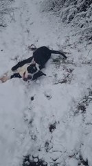 Dog Enjoys Rolling on Snow Outside