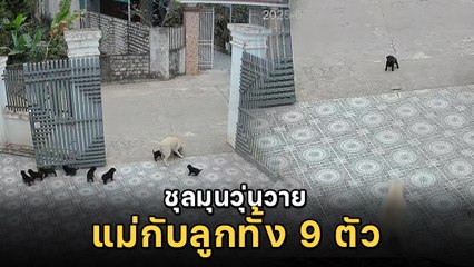 เรื่องวุ่น ๆ ของคุณแม่กับลูกอีก  9 ตัว มันก็จะเหนื่อยนิดหน่อย